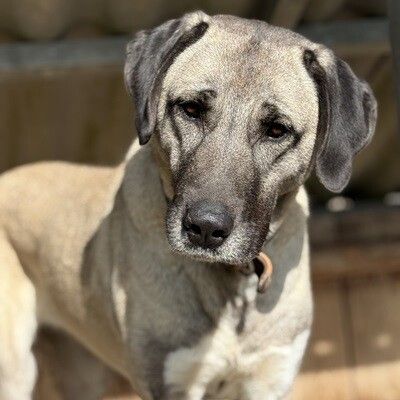 Linda sucht einen neuen Begleiter.