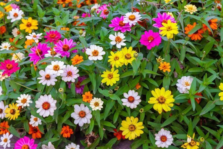Das Mädchenauge bringt mit seinen sonnigen Blüten sommerliche Leichtigkeit ins Beet.shutterstock