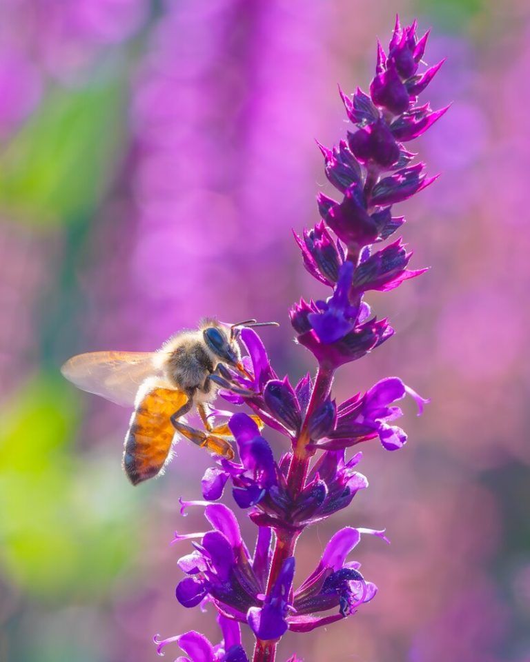 Die Blüten des Ziersalbeis locken Insekten wie Bienen und Schmetterlinge an.⇒