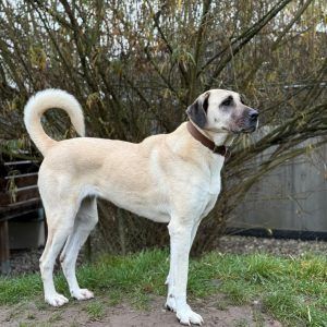 Liebevolle Schützlinge