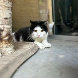 Ein Freund fürs Leben