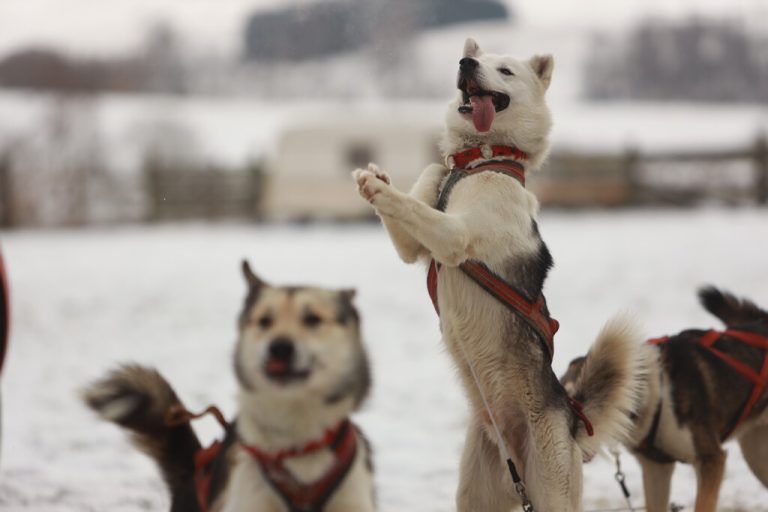 Hunde passen sich an uns an. ⇒APA