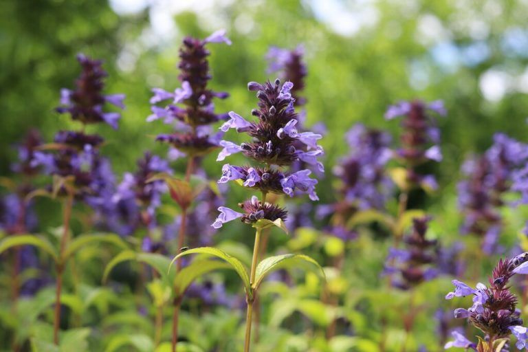 Ziersalbei bringt Farbe und Leben in Beete und Blumenkästen.Moosmann-Hämmerle (1), Shutterstock (3)