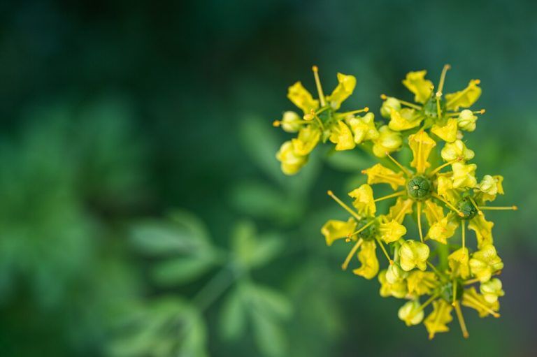Als Heilpflanze wird die Weinraute heutzutage kaum noch verwendet.⇒shutterstock