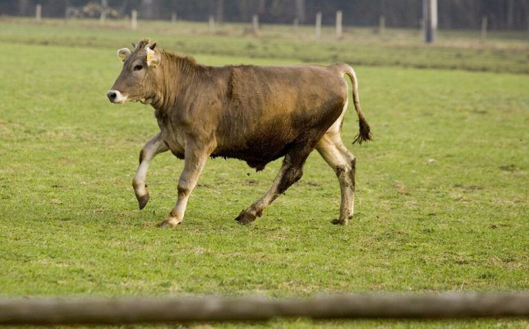 Auf der Burtschaalpe kam es zu einer Stier-Attacke. ⇒kh