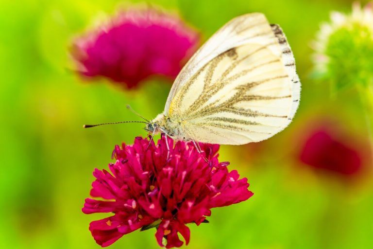 Die Blüten der Witwenblume ziehen Schmetterlinge und andere Insekten an.⇒Shutterstock
