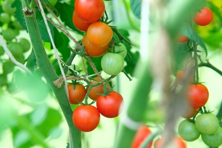 Die Tomate war in Europa einst als „Wahnsinnsapfel“ verrufen, heute ist sie Österreichs beliebtestes Gemüse.