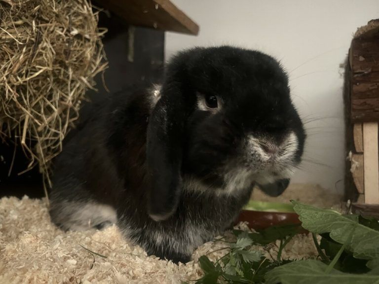 Pascal sucht ein Partnertier.