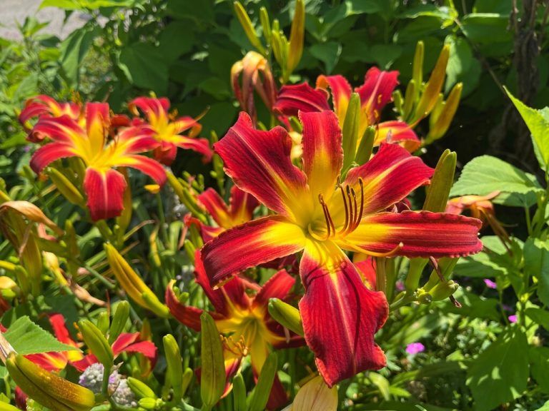 Taglilien blühen nur einen Tag – doch jede Pflanze bringt über Wochen hinweg Hunderte neue Blüten hervor.