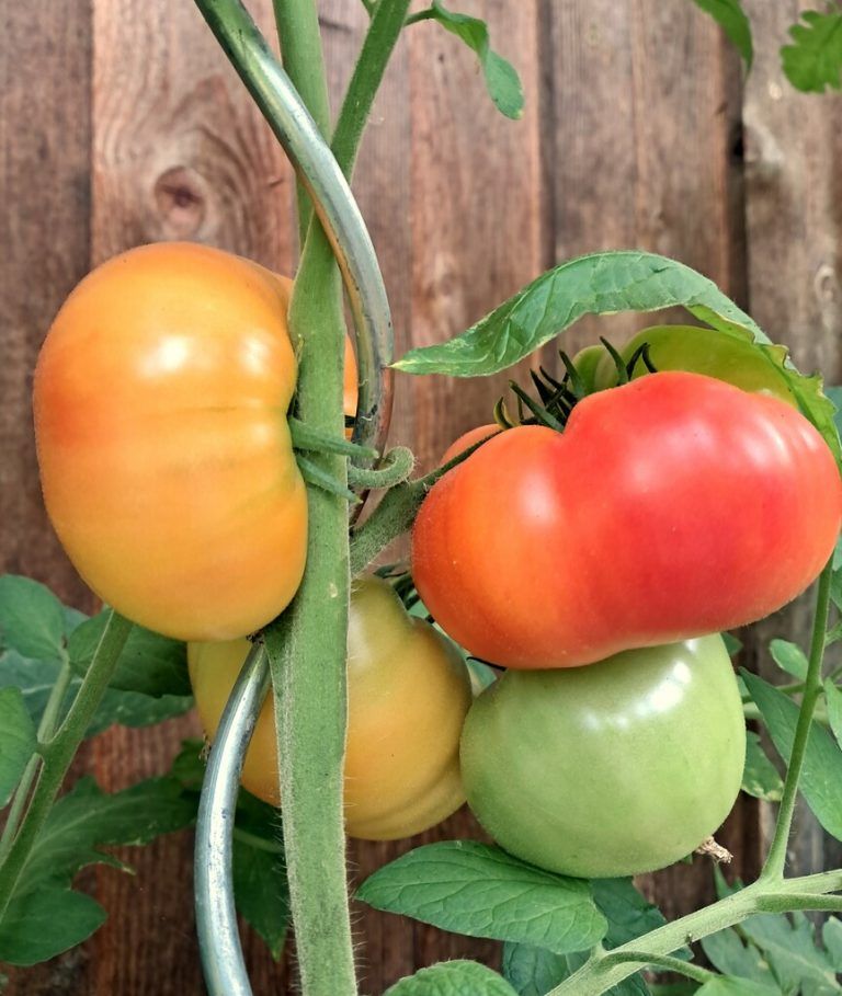 Tomatenpflanzen im Garten oder auf dem Balkon benötigen Pflege.