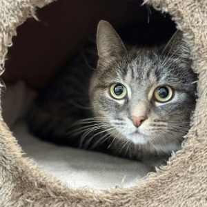 Tierische Schützlinge