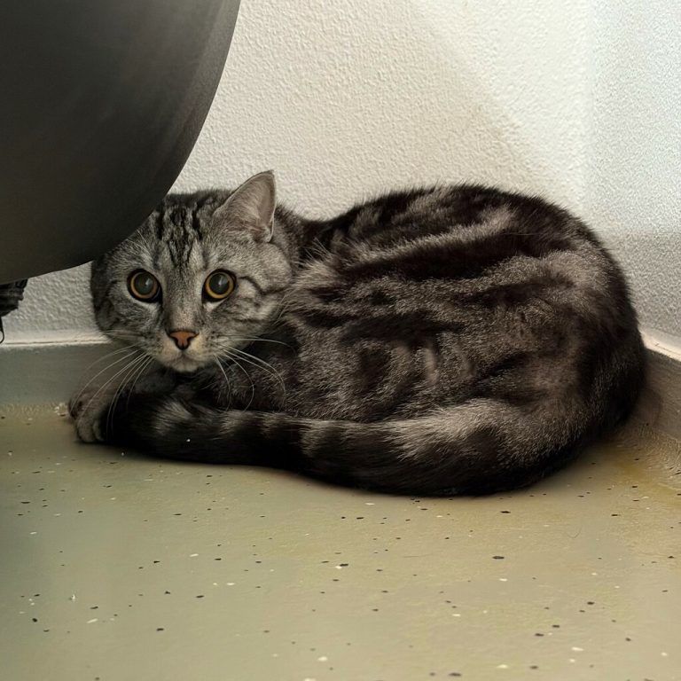 Der schüchterne Kater Amadeus.⇒Tierschutzheim (4)