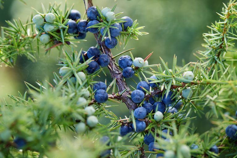 Die blauschwarzen Wacholderbeeren sind botanisch gesehen Zapfen – sie reifen erst nach ein bis zwei Jahren.