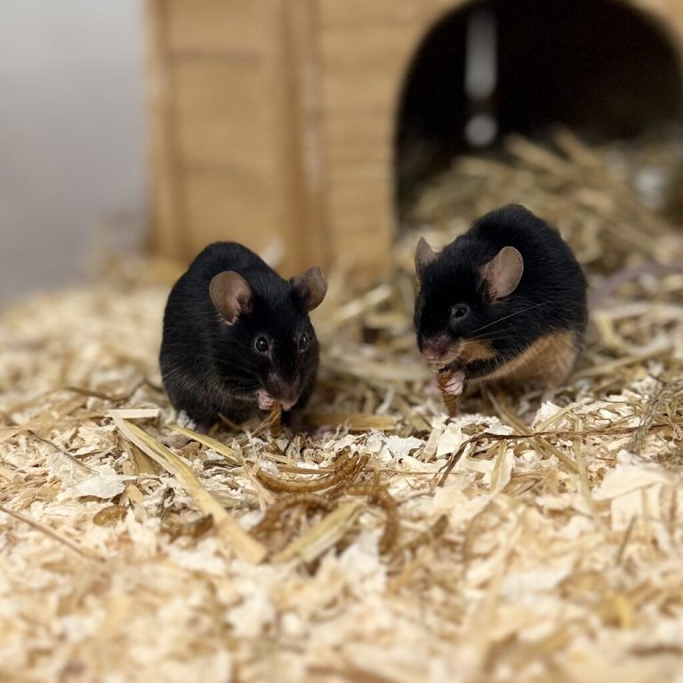Die Farbmäuse sind aktiv und neugierig.
