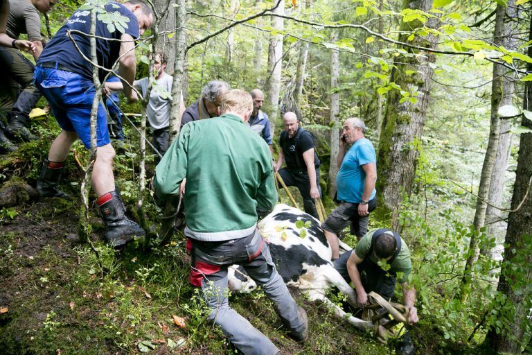 Die Feuerwehr Laterns rettete ein Rind aus steilem Gelände. ⇒⇒Dietmar Mathis
