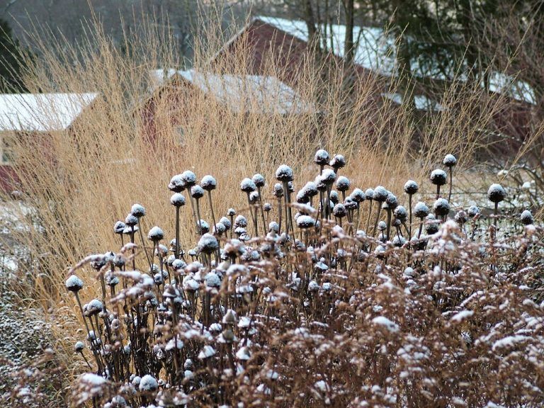Die schwarzen Samenstände des Purpursonnenhuts erhalten durch Frost eine ganz eigene Ästhetik.