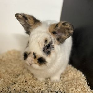 Tierschutz-Flohmarkt