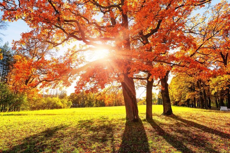 Ein Ahornbaum in voller Herbstpracht: Die leuchtend roten Blätter machen ihn zum Blickfang im Garten.⇒Shutterstock (4)