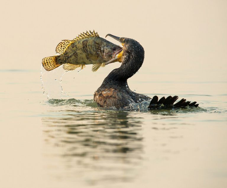 Ein Schnappschuss aus der Natur: Eine Ente mit frisch gefangenem Fisch.