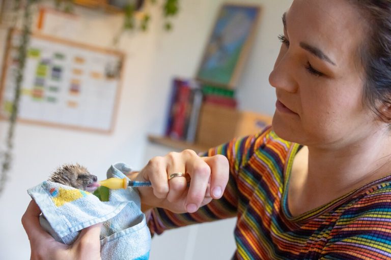Katharina Feurstein ist Obfrau der Wildtierhilfe Vorarlberg.