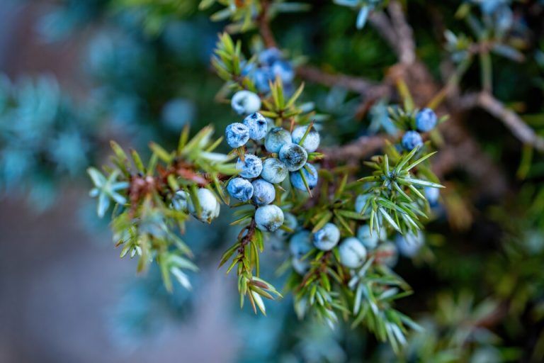Kriechender oder säulenförmiger Wuchs: Wacholder passt sich unterschiedlichsten Gartengestaltungen an.