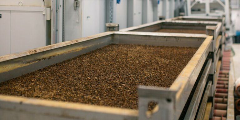 Blick in eine Insekten-Mastanlage von Reploid.⇒Reploid Gmbh