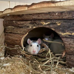 Für-immer-Zuhause gesucht