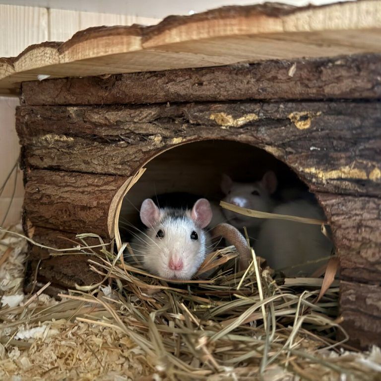 Das Ratten-Trio Nora, Nia und Nella.