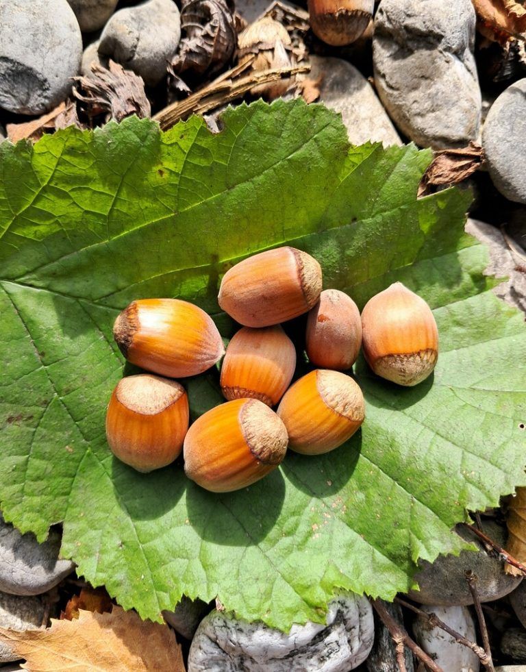 Der Winterling blüht bereits ab Ende Jänner und bildet mit der Zeit dichte, gelbe Blütenteppiche im Garten.