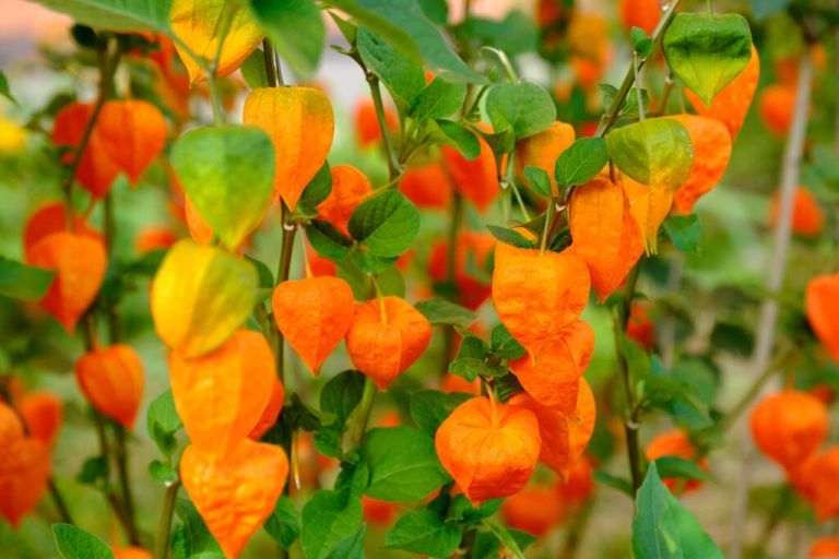 Die Lampionblume mit ihren leuchtend orangen Kelchblättern ist ein Highlight im herbstlichen Garten.⇒Shutterstock (5)