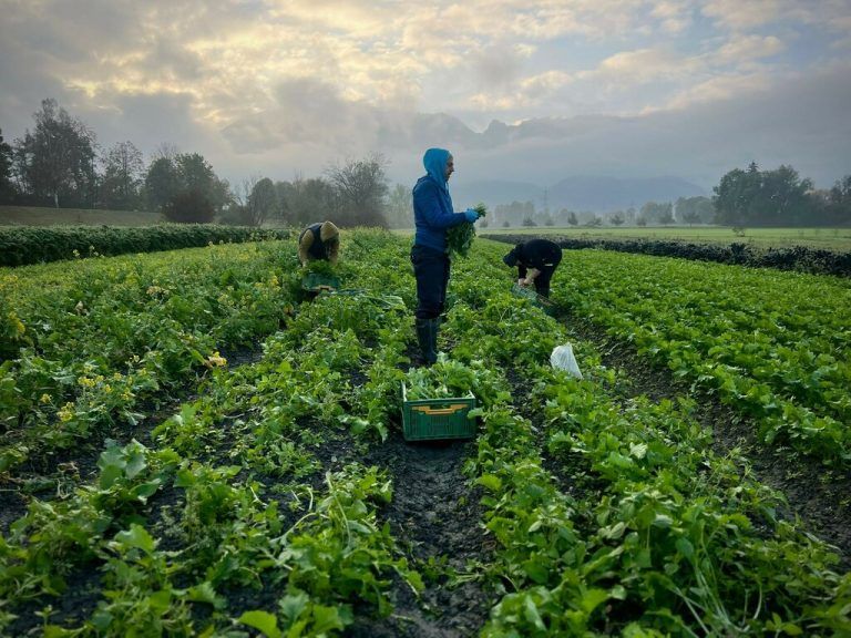 Gemüse, Kartoffeln, Getreide und Hülsenfrüchte gedeihen in Vorarlberg bestens. ⇒Vetterhof