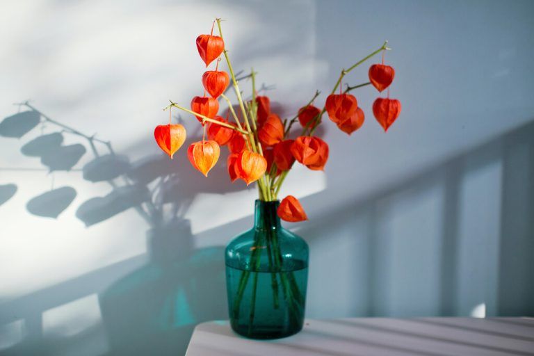 Getrocknet behalten die dekorativen Hüllen der Lampionblume ihre Farbe und eignen sich ideal für Herbstkränze.