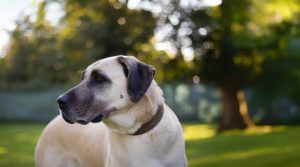 Ein Freund fürs Leben