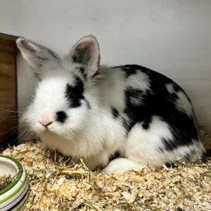 Ein liebevolles Heim gesucht