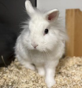 Tiere schenken Liebe