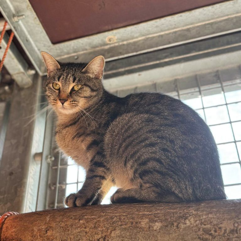 Die ruhige Katzendame Faye.