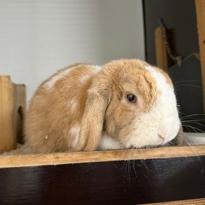 Begegnungen im Tierheim