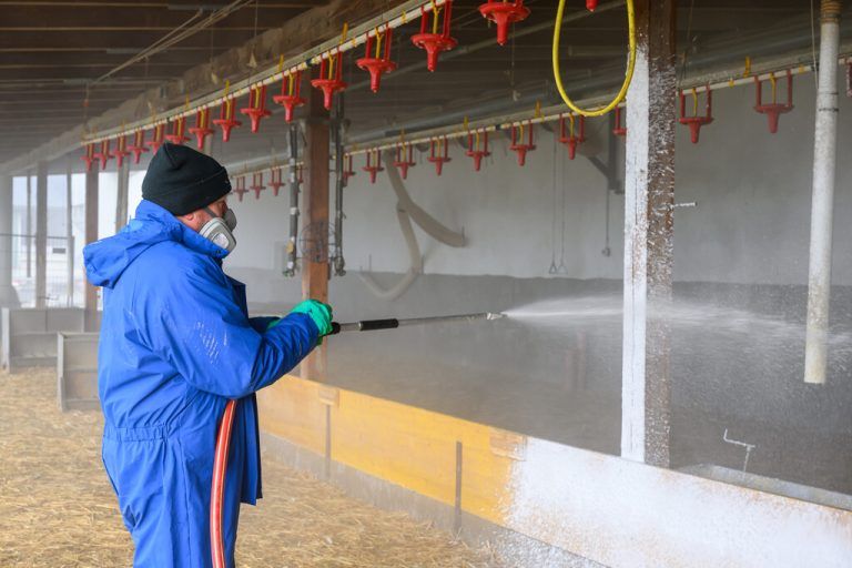 Vogelgrippe in Betrieb mit 700 Gänsen
