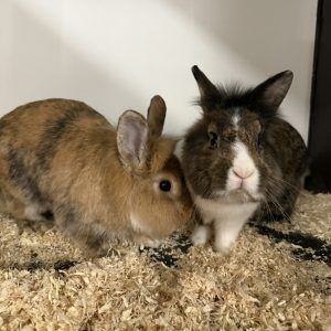 Finde deinen neuen Freund