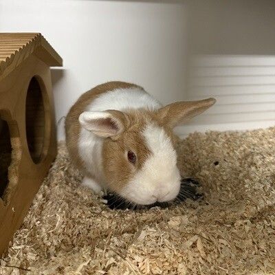 Liso sucht nach einem Partnertier.