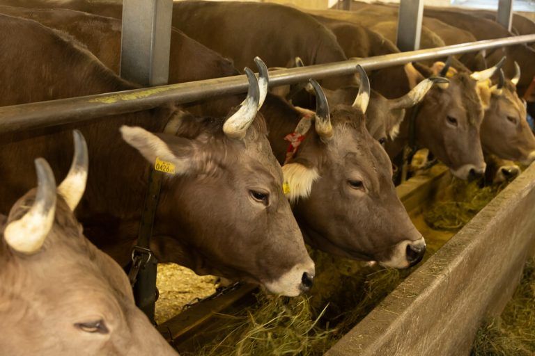 Bei den Tieren des betroffenen Hofes fielen 25 von 55 TBC-Hauttests positiv aus. ⇒⇒hartinger