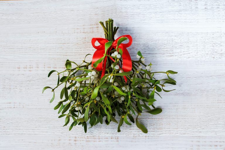 Der Mistelzweig gilt seit Jahrhunderten als Glückszeichen.