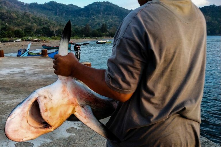 Der Schutz von Haien war einer der Hauptthemen bei der Artenschutzkonferenz.⇒apa