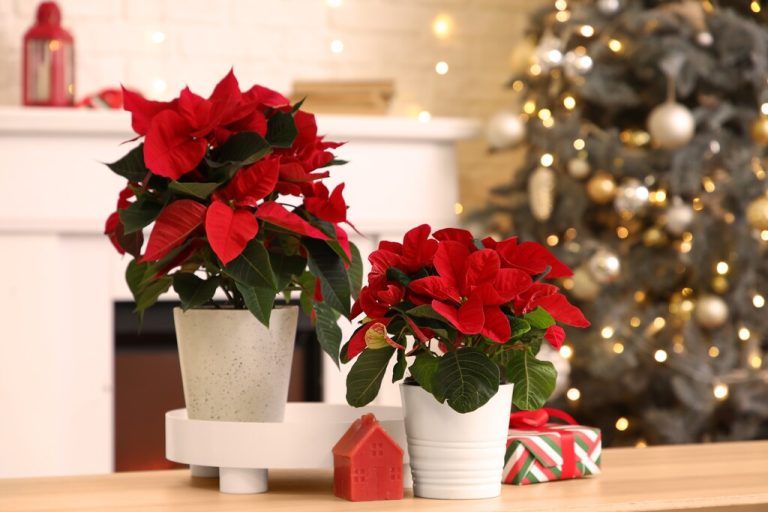 Der Weihnachtsstern bringt mit seinen farbigen Hochblättern Farbe in die Winterzeit.