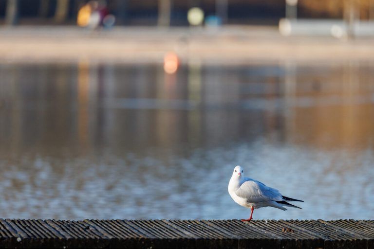 Eine Lachmöwe und eine Kolbenente wurden tot aufgefunden. ⇒Symbolfoto: APA