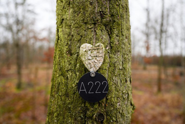Eine Plakette markiert einen Baum, an dem Bestattungen durchgeführt werden können.dpa