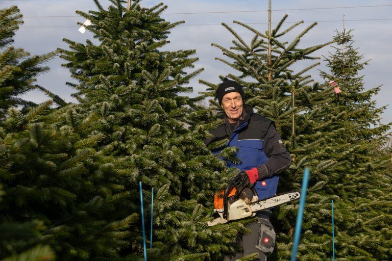 Vom Wald ins Wohnzimmer