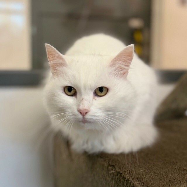 Jahreswechsel mit Tieren