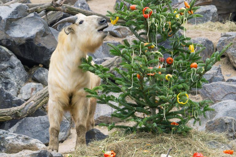 Weihnachten in Schönbrunn