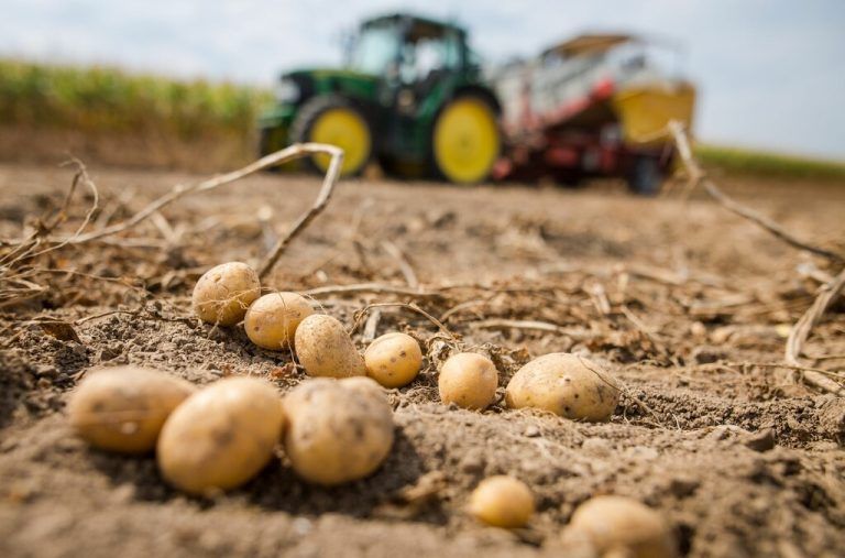 Kartoffelbauern verzeichnen eine Rekordernte. ⇒⇒APA/dpa/Christoph Schmidt